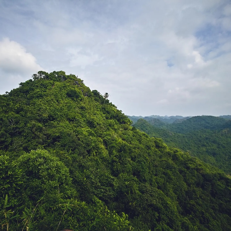 kim-giao-short-walk Kim Giao forest short walk
