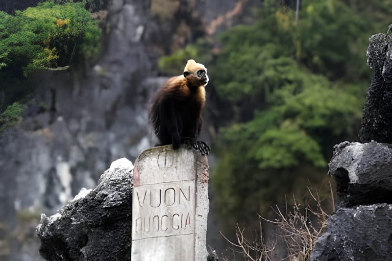 Can you see a Cat Ba langur? Can you see a Cat Ba langur?