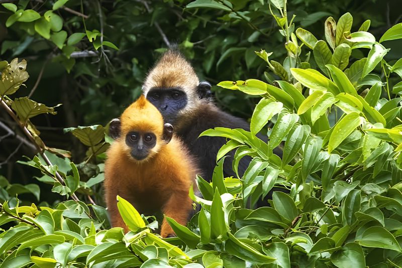 What is the Cat Ba Langur? Facts About Vietnam's Golden-Headed Primate What is the Cat Ba Langur? Facts About Vietnam's Golden-Headed Primate