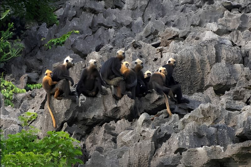 Where Cat Ba langurs actually live Where Cat Ba langurs actually live