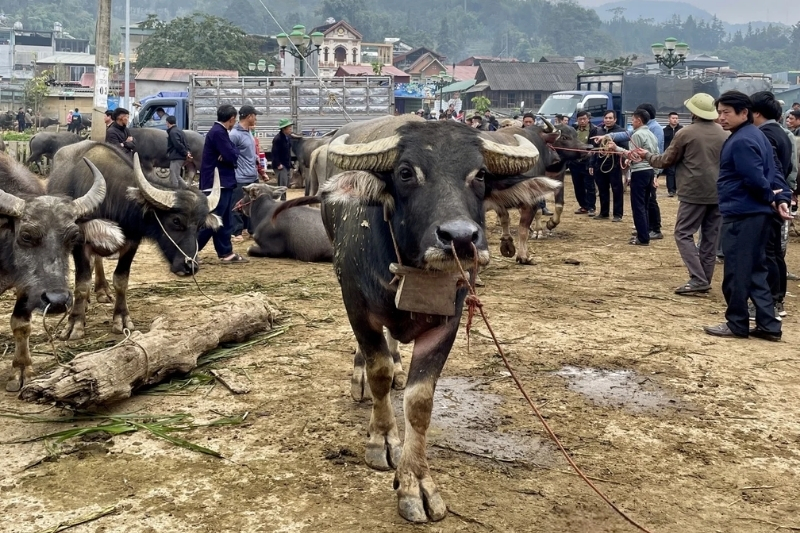 Bac Ha buffalo market – The largest livestock trading floor in the Northwest