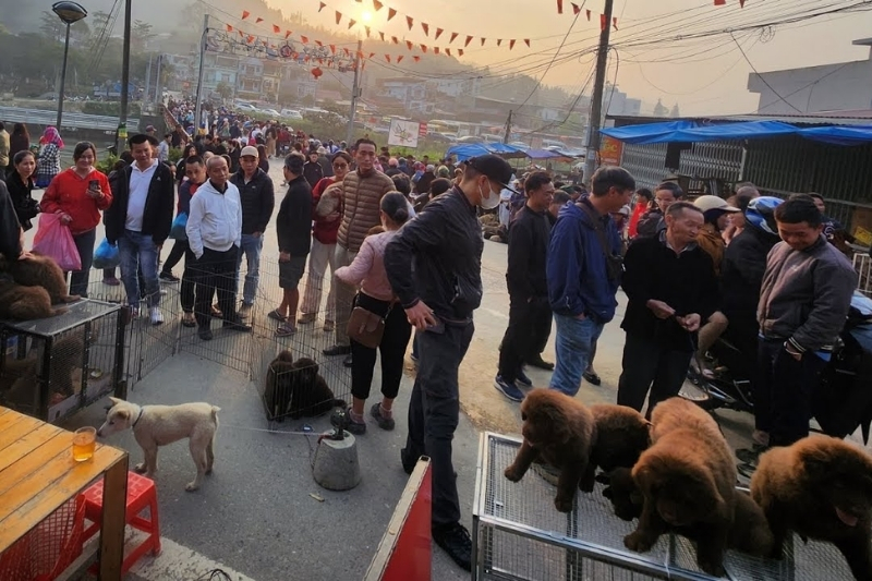 The Bac Ha dog market – Finding the rare national canine breeds