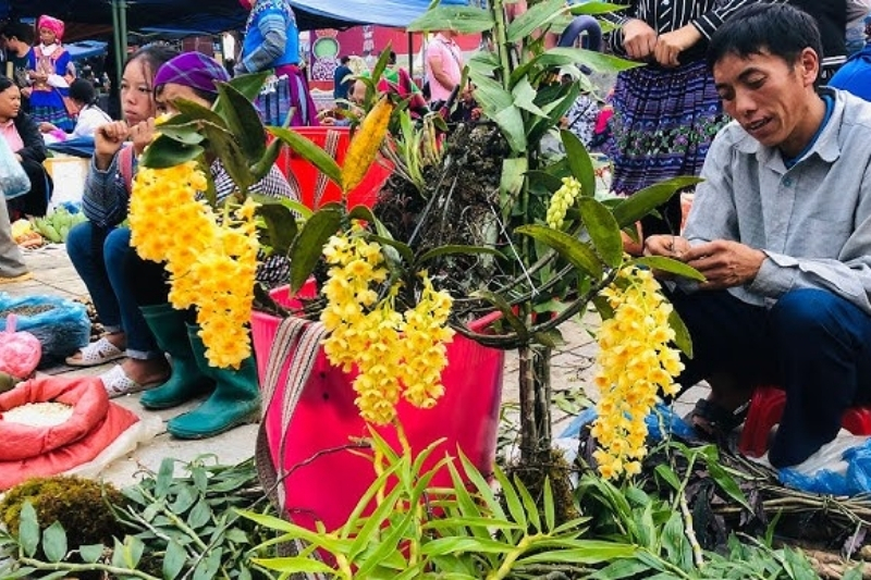 Beautiful blooming wild forest orchids and unique green mountain plants displayed for sale at a rustic highland market stall.