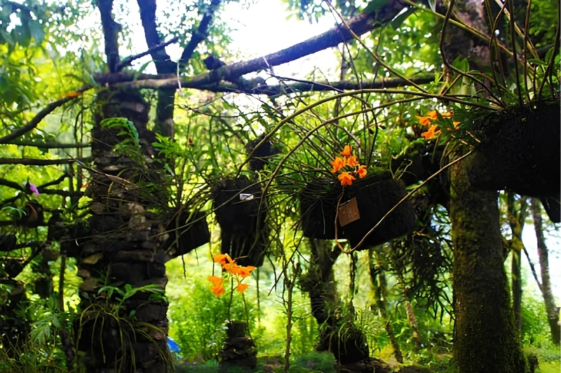 Central flower garden and Orchid garden