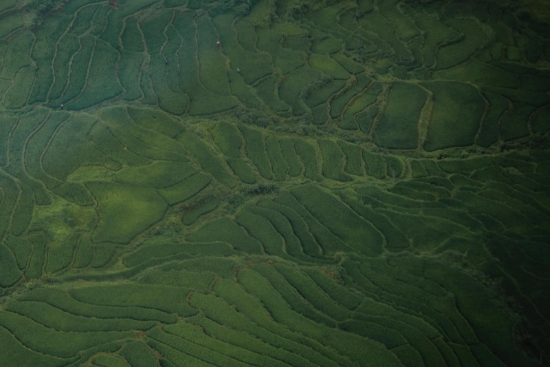 green-rice-terraces-muong-hoa-valley Admire the "most beautiful terraced fields in Sapa" across seasons