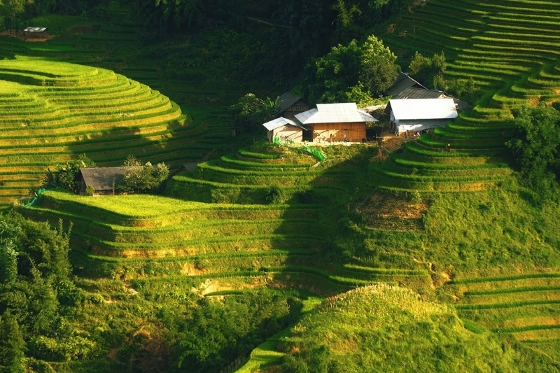 A close-up of golden, ripe grains of rice hanging heavy on the terraced slopes of Y Linh Ho village during the autumn harvest.