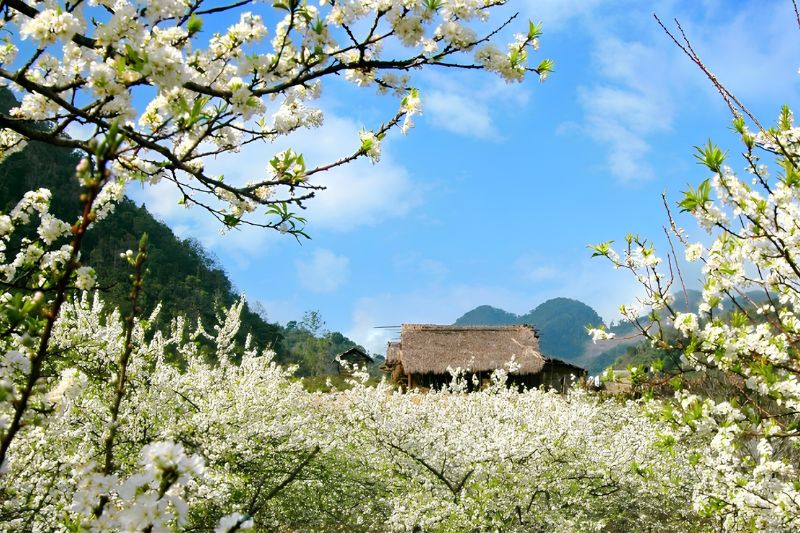 Ha Giang in January: Cold Mountains and Misty Landscapes