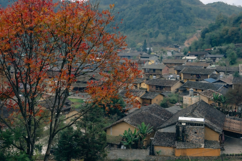 Rows of earthen houses with yin-yang roof tiles in Lo Lo Chai Village