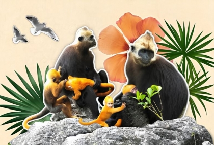 cat-ba-langur-guide.jpg