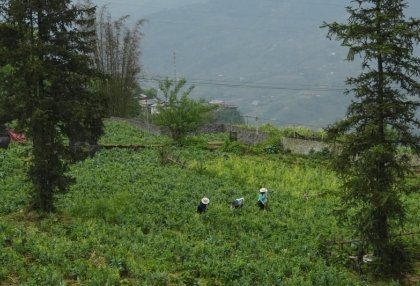muong-hoa-valley-sapa-landscape.jpg