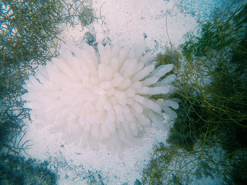 Lặn ngắm các loại san hô dưới đáy biển