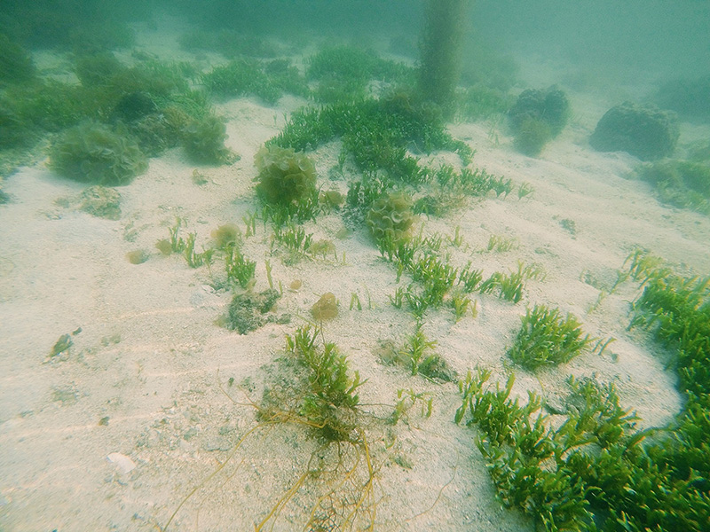 Các loại san hô dưới đáy biển tại Cô Tô Park