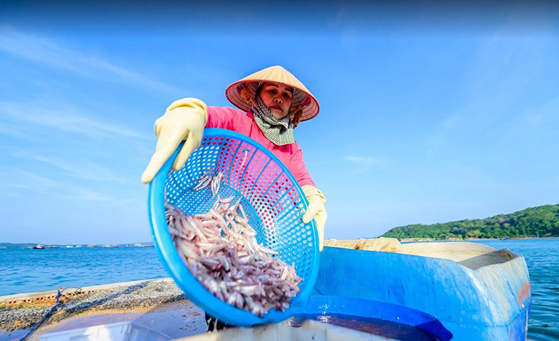 Ngư dân chế biến hải sản vô cùng hăng say trên đảo Cô Tô