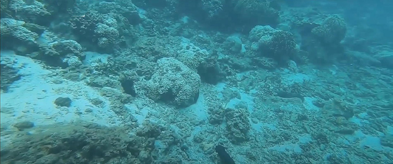 Chơi gì ở Cô Tô - Lặn ngắm san hô