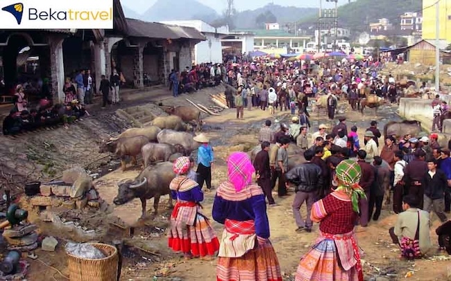 Chợ trâu Bắc Hà